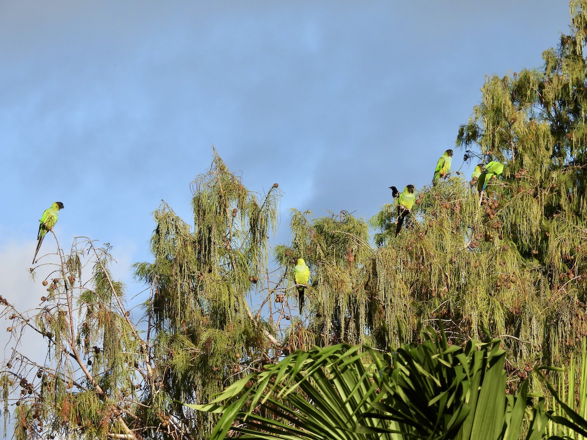 Nanday Parakeet - ML647484231