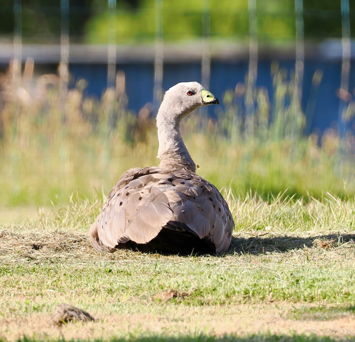 Cape Barren Goose - ML647484241