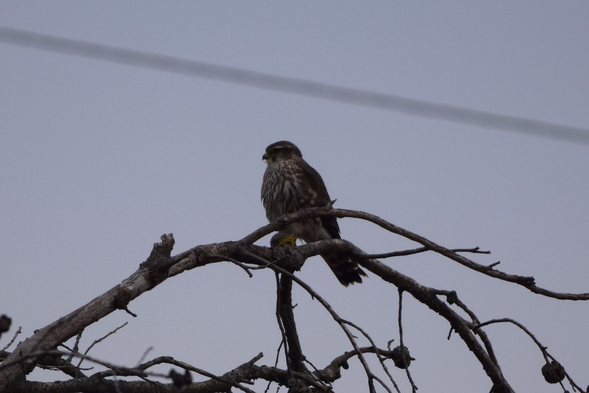 灰背隼 - ML647484242