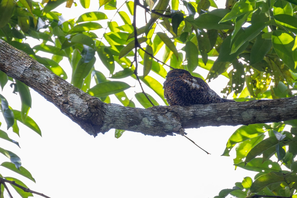 Kısa Kuyruklu Gecedoğanı - ML647484251