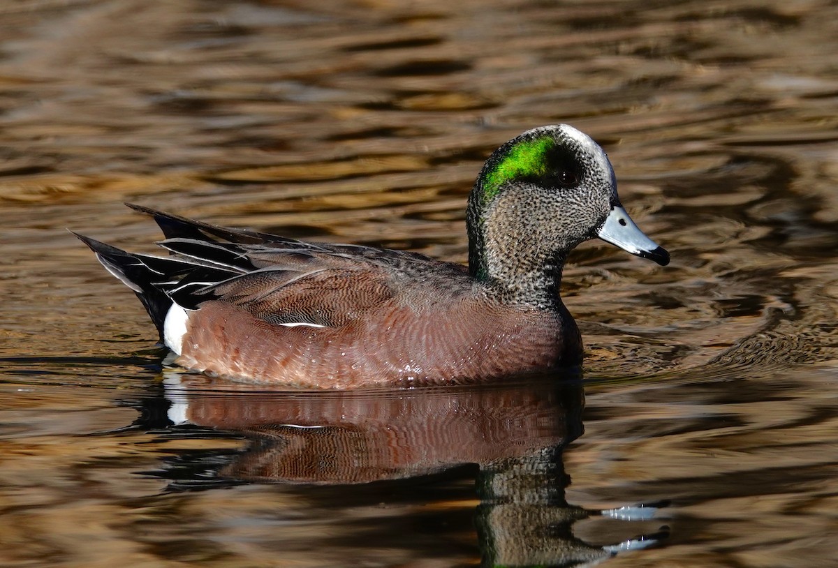 Свищ американський - ML647484266