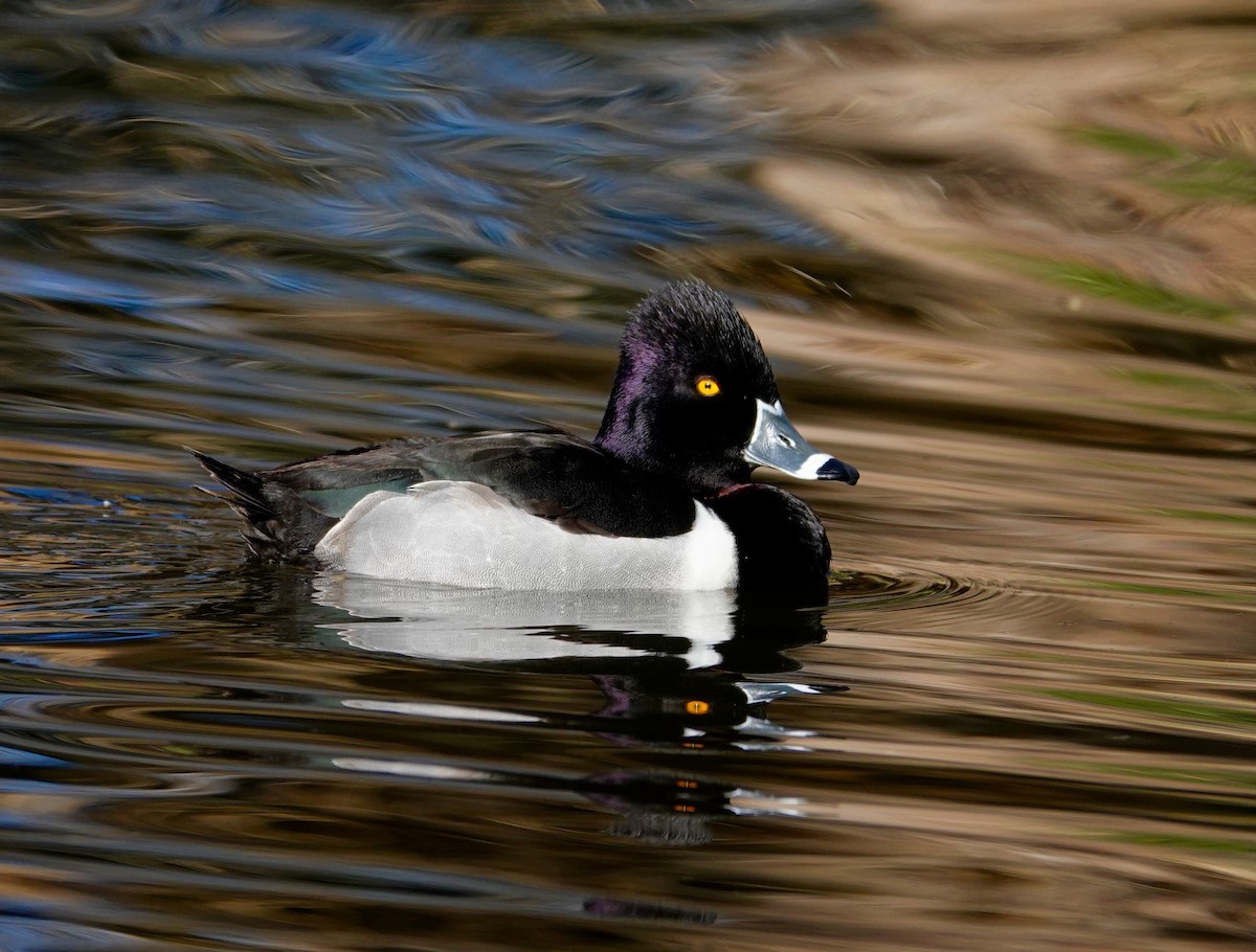 Halkalı Patka - ML647484269