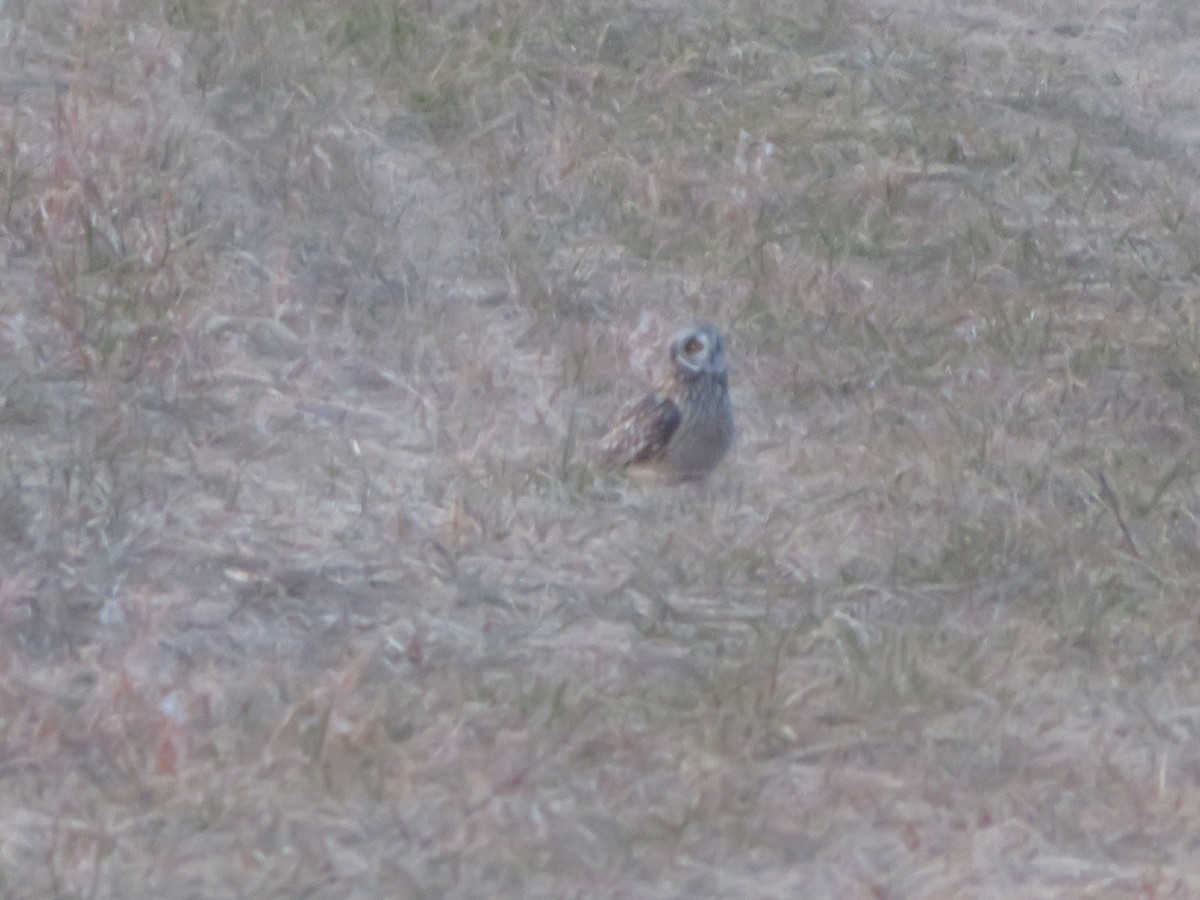 Kır Baykuşu - ML647484274