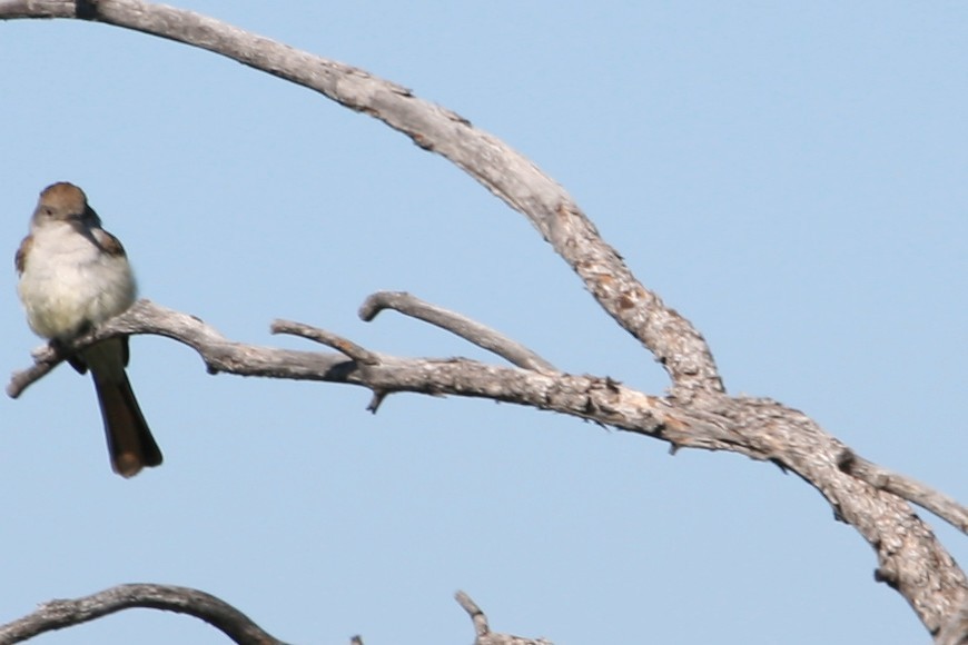 Gri Boğazlı Sinekkapan - ML647484276