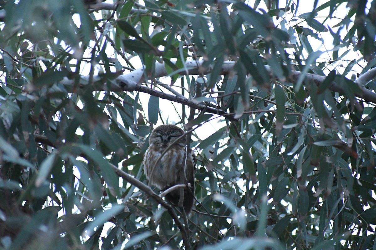 Kızıl Benekli Baykuş - ML647484279