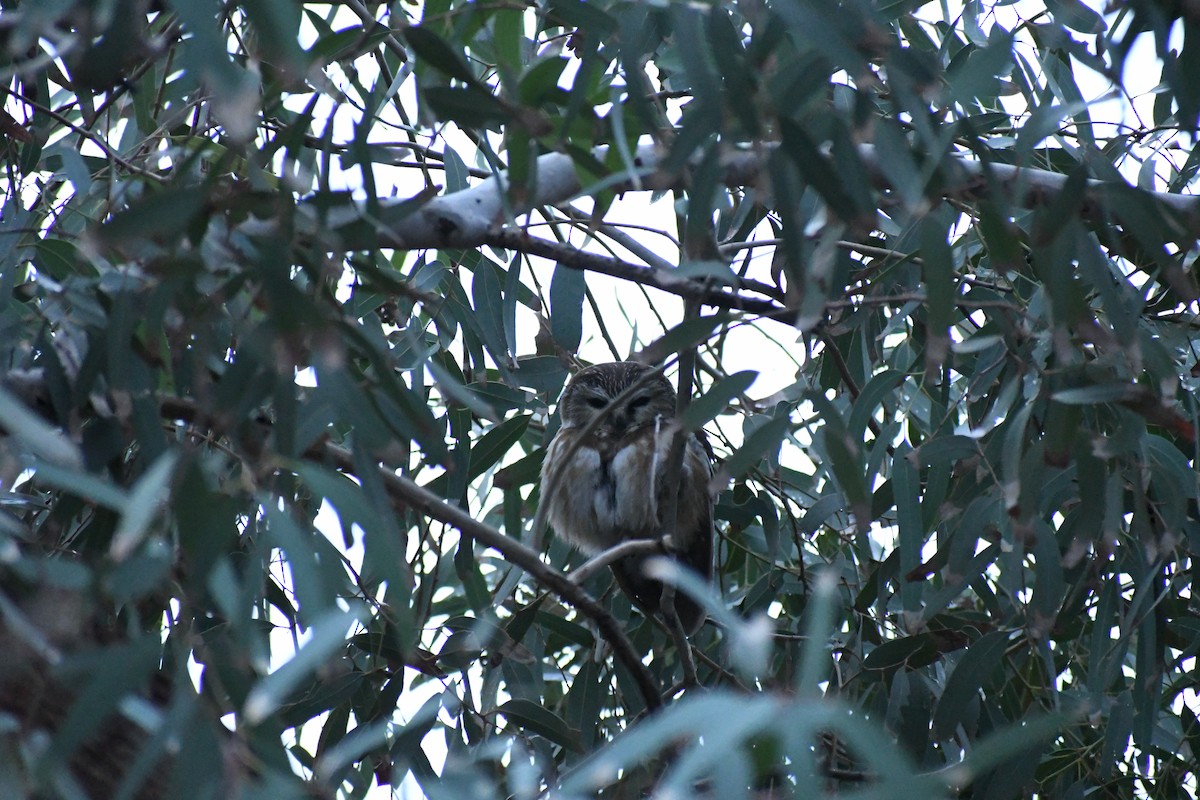 Kızıl Benekli Baykuş - ML647484280