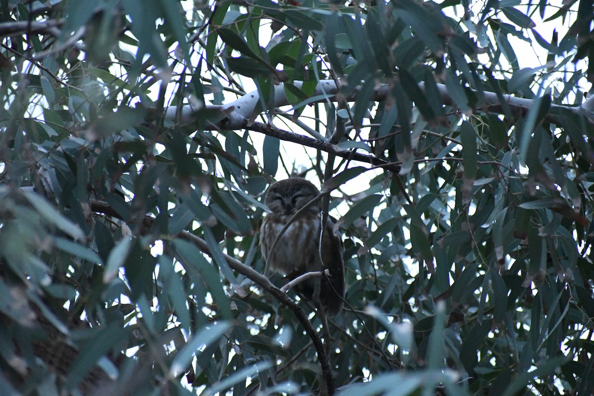 Kızıl Benekli Baykuş - ML647484281