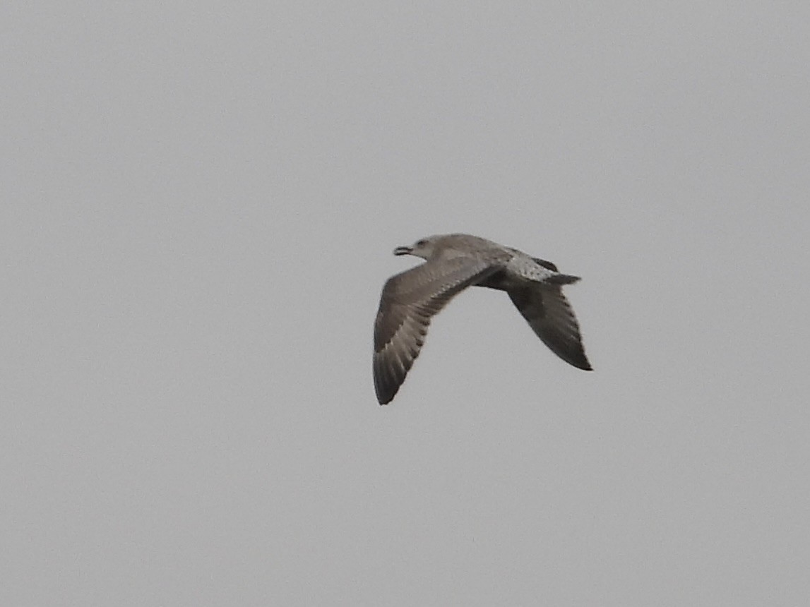 tanımsız Larinae sp. - ML647484285