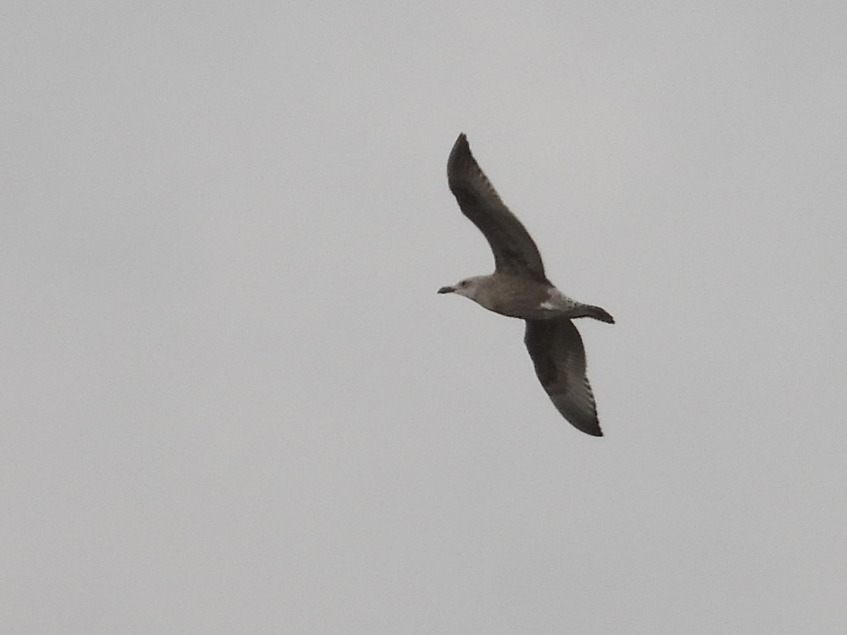 tanımsız Larinae sp. - ML647484286