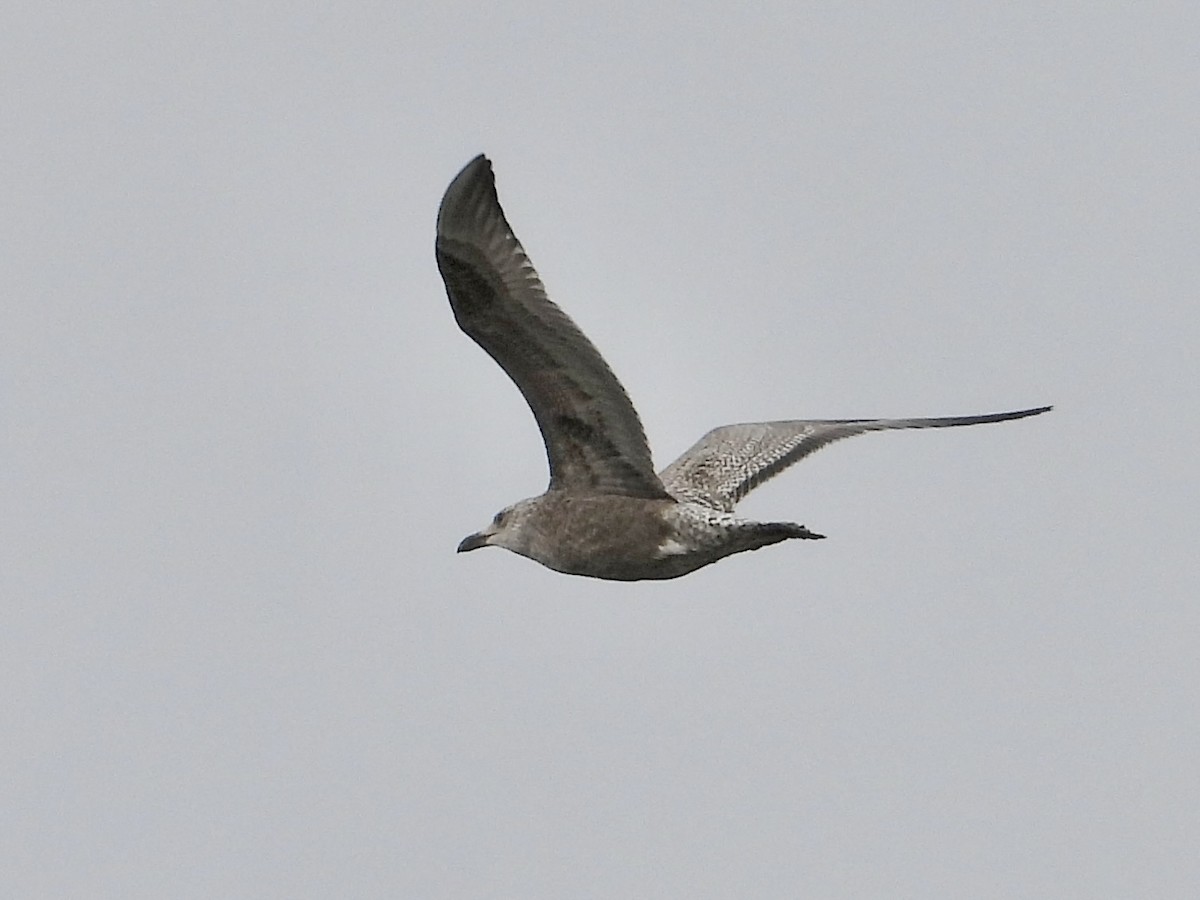 tanımsız Larinae sp. - ML647484287