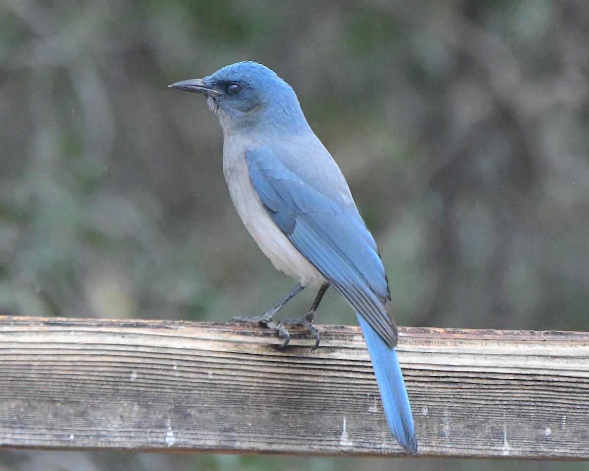 Meksika Kargası [wollweberi grubu] - ML647484291