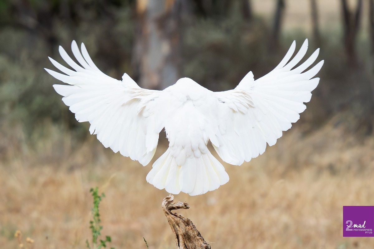 Küçük Korella Kakadusu - ML647484293