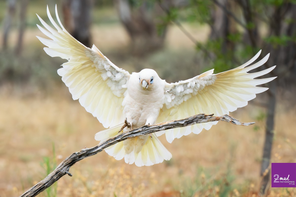 Küçük Korella Kakadusu - ML647484294