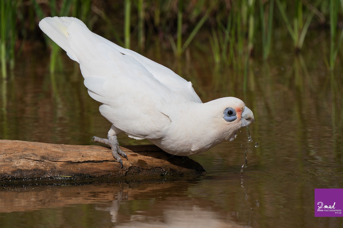 Küçük Korella Kakadusu - ML647484295