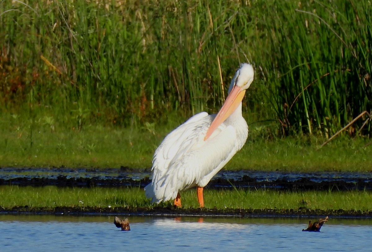 Amerika Pelikanı - ML647484296