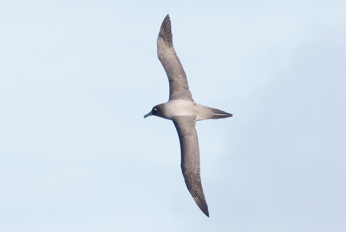 Gri Sırtlı Albatros - ML647484297