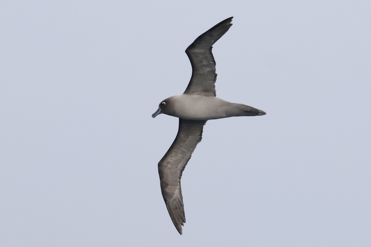 Gri Sırtlı Albatros - ML647484298