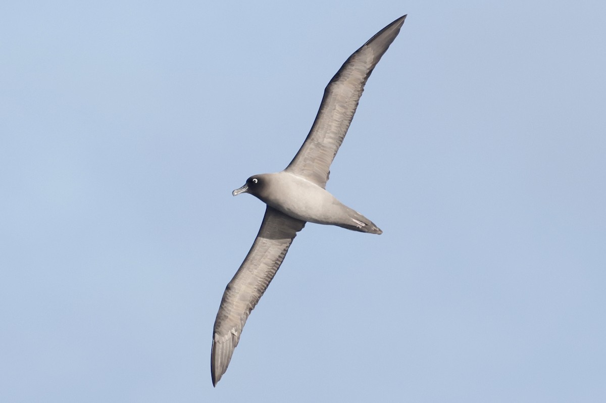 Gri Sırtlı Albatros - ML647484299