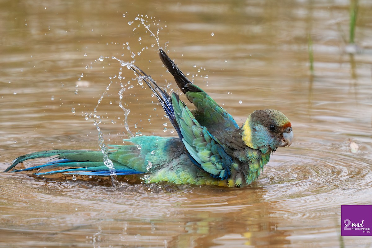 Sarı Yakalı Papağan - ML647484300