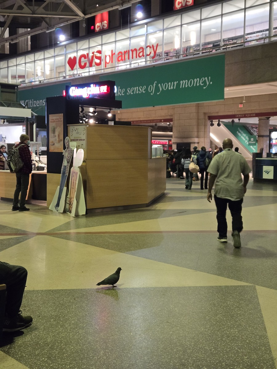 カワラバト（ドバト、家畜型） - ML647484301