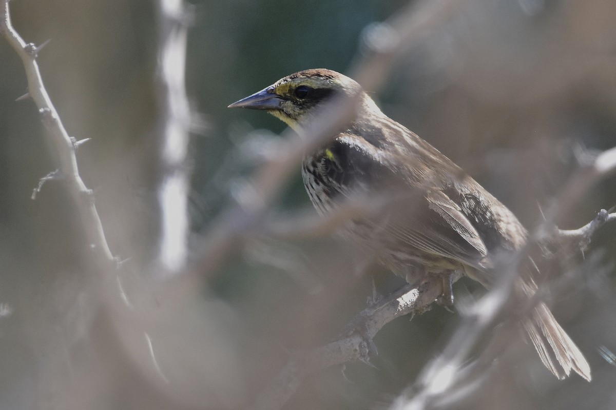 Yellow-winged Blackbird - ML647484302