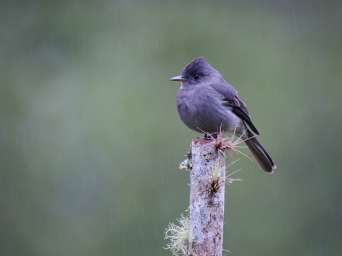 Duman Rengi Pivi - ML647484305