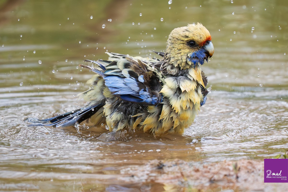 Kırmızı Rozella - ML647484306