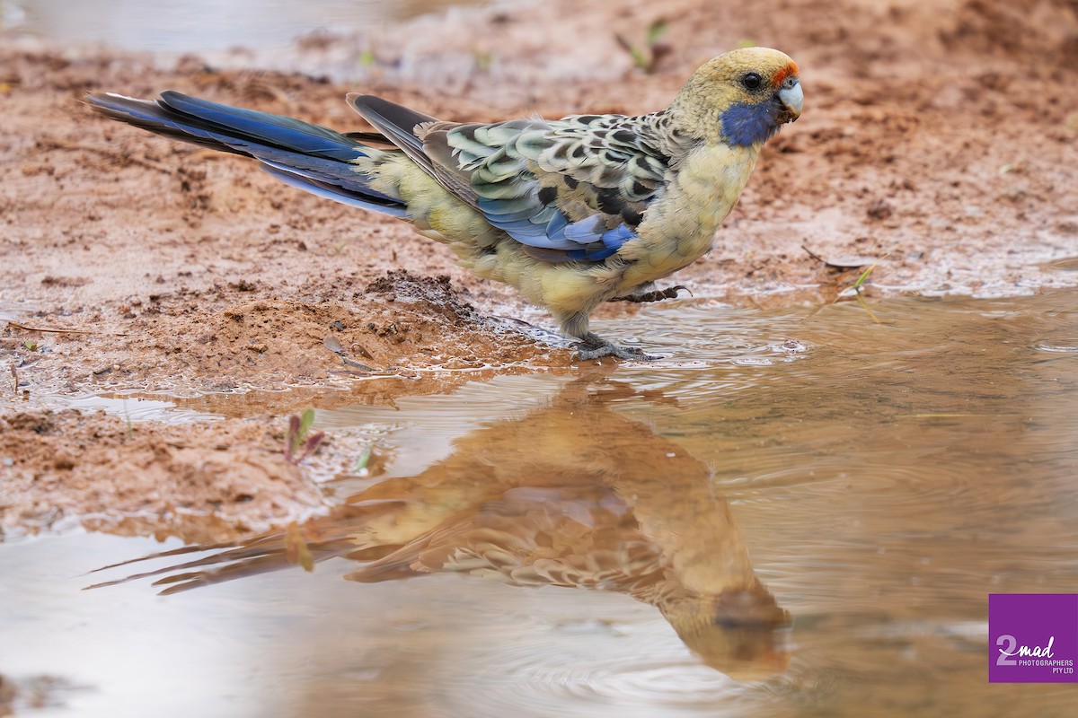 Kırmızı Rozella - ML647484307