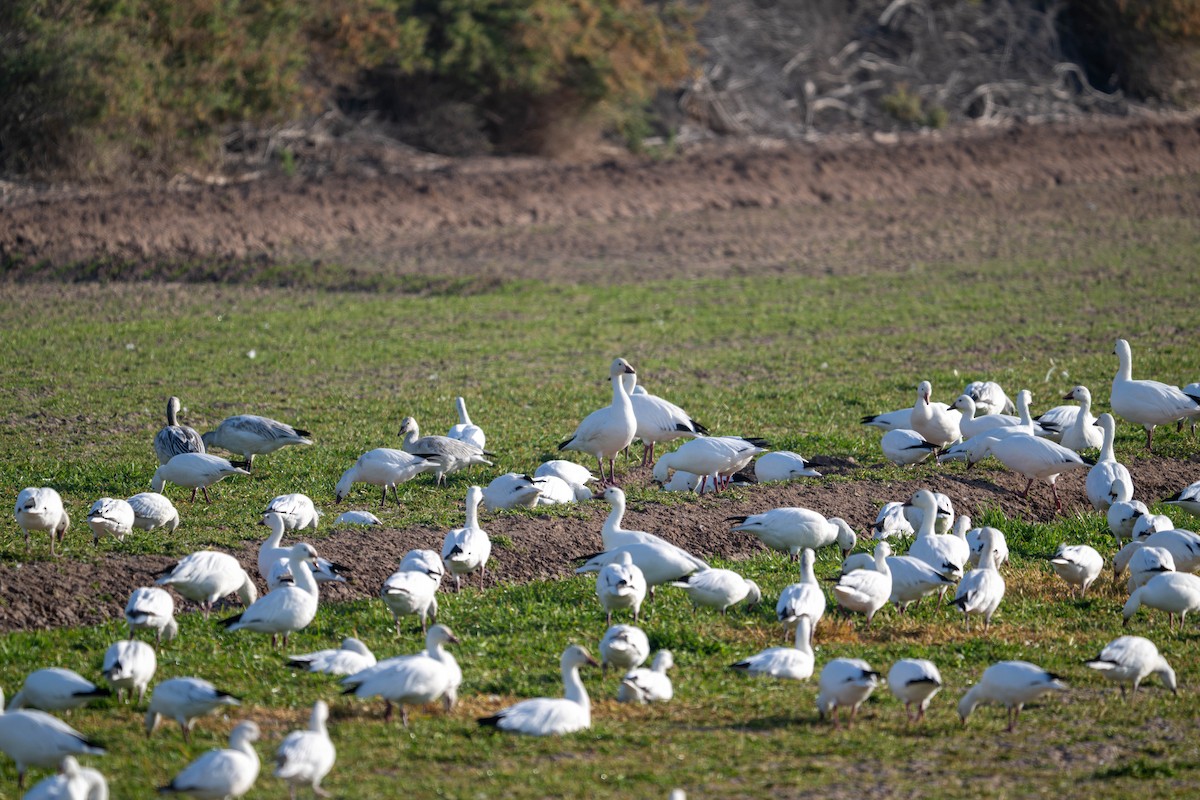 Kar Kazı - ML647484308