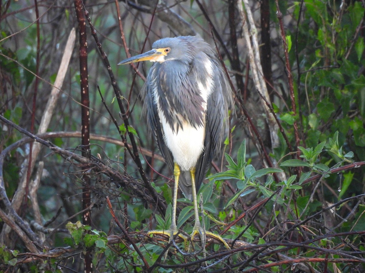 Üç Renkli Balıkçıl - ML647484309