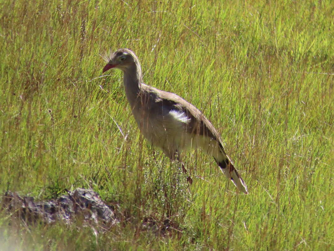 Tepeli Kariyama - ML647484311