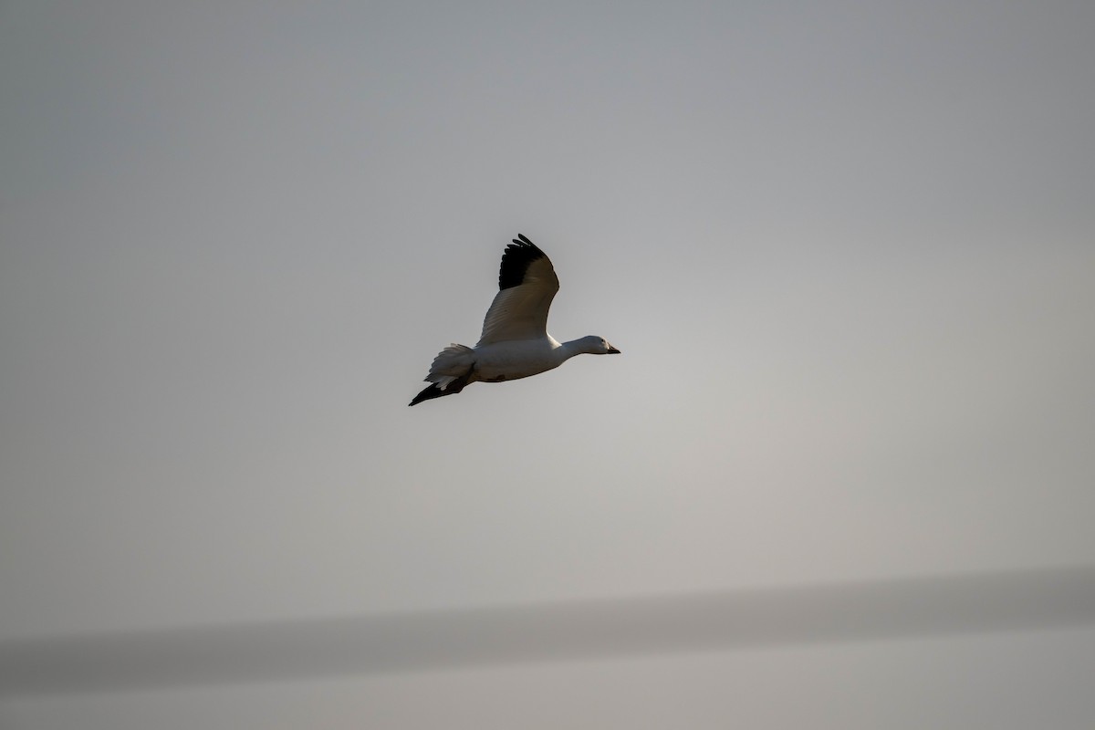 Küçük Kar Kazı - ML647484312