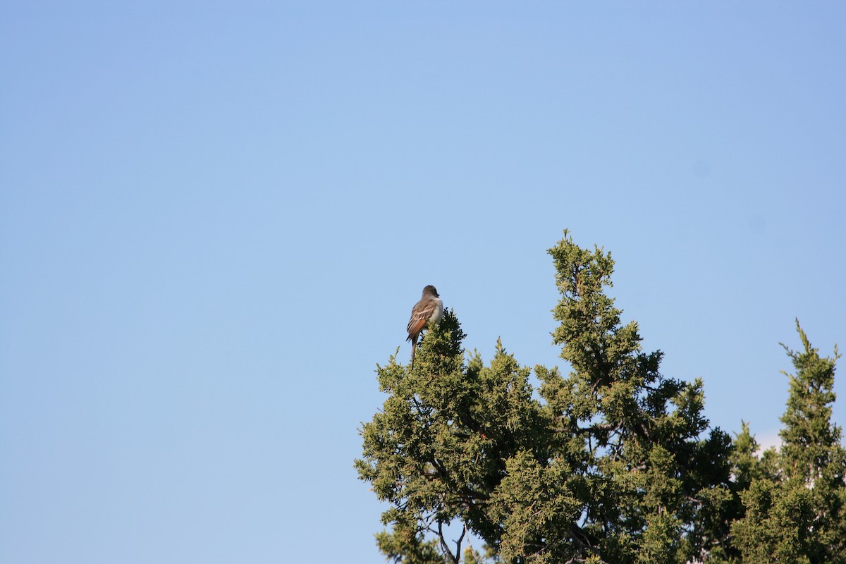 Gri Boğazlı Sinekkapan - ML647484314