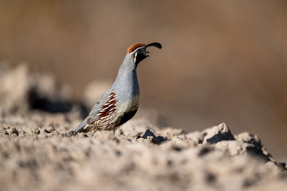 Gambel's Quail - ML647484319