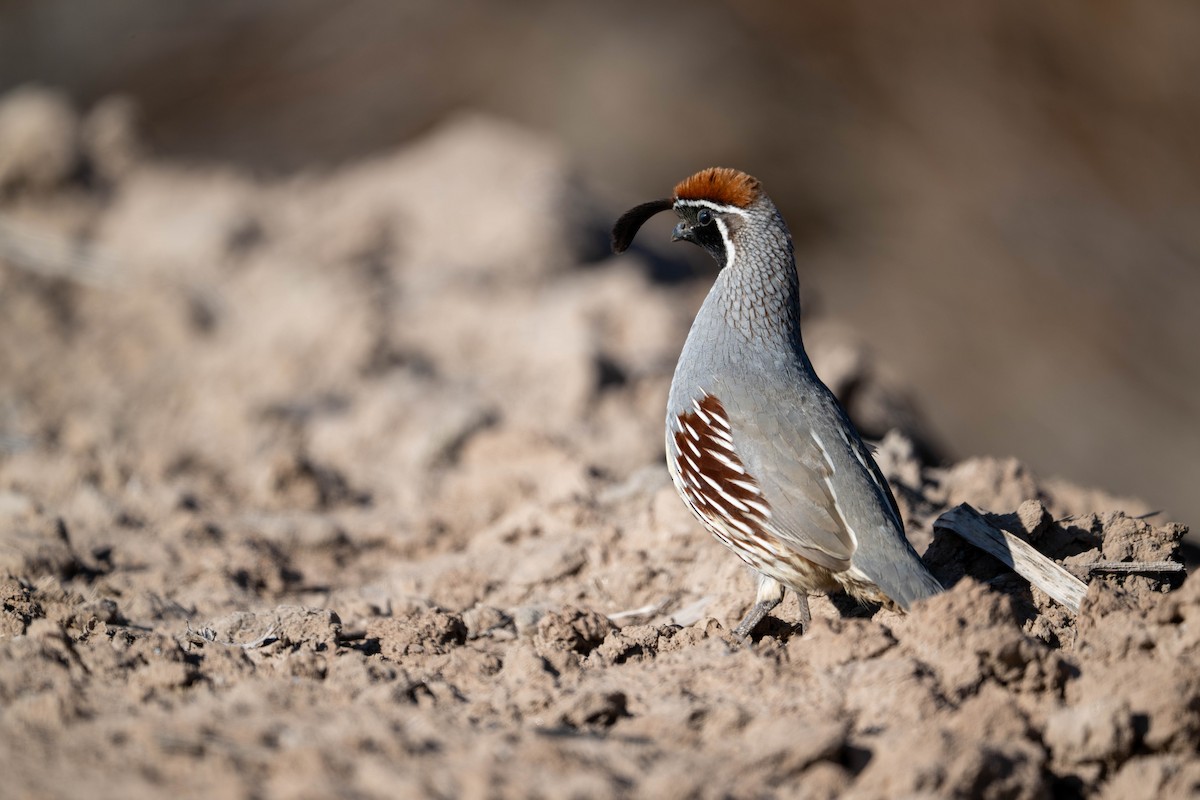 Gambel's Quail - ML647484320