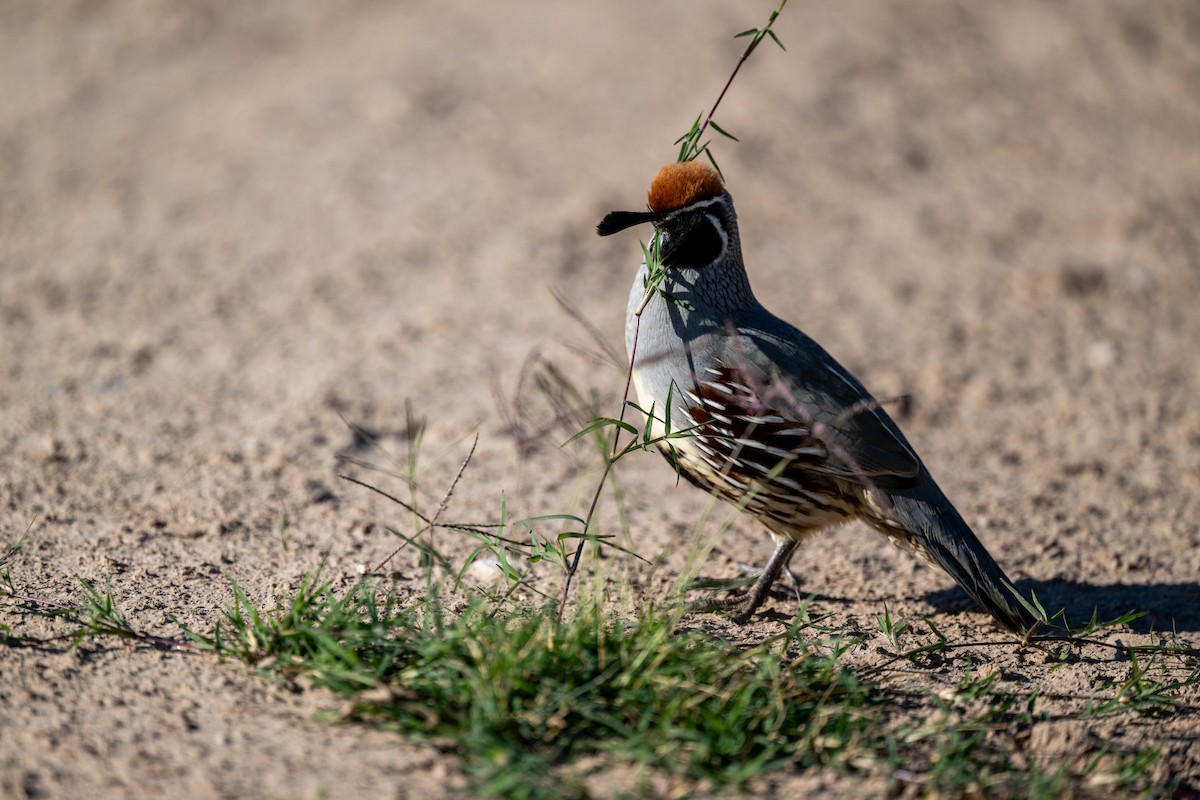 Gambel's Quail - ML647484321