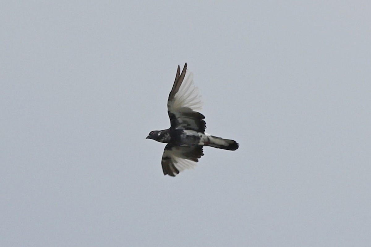 カワラバト（ドバト、家畜型） - ML647484322