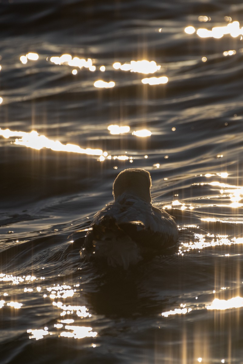 Australasian Gannet - ML647484328