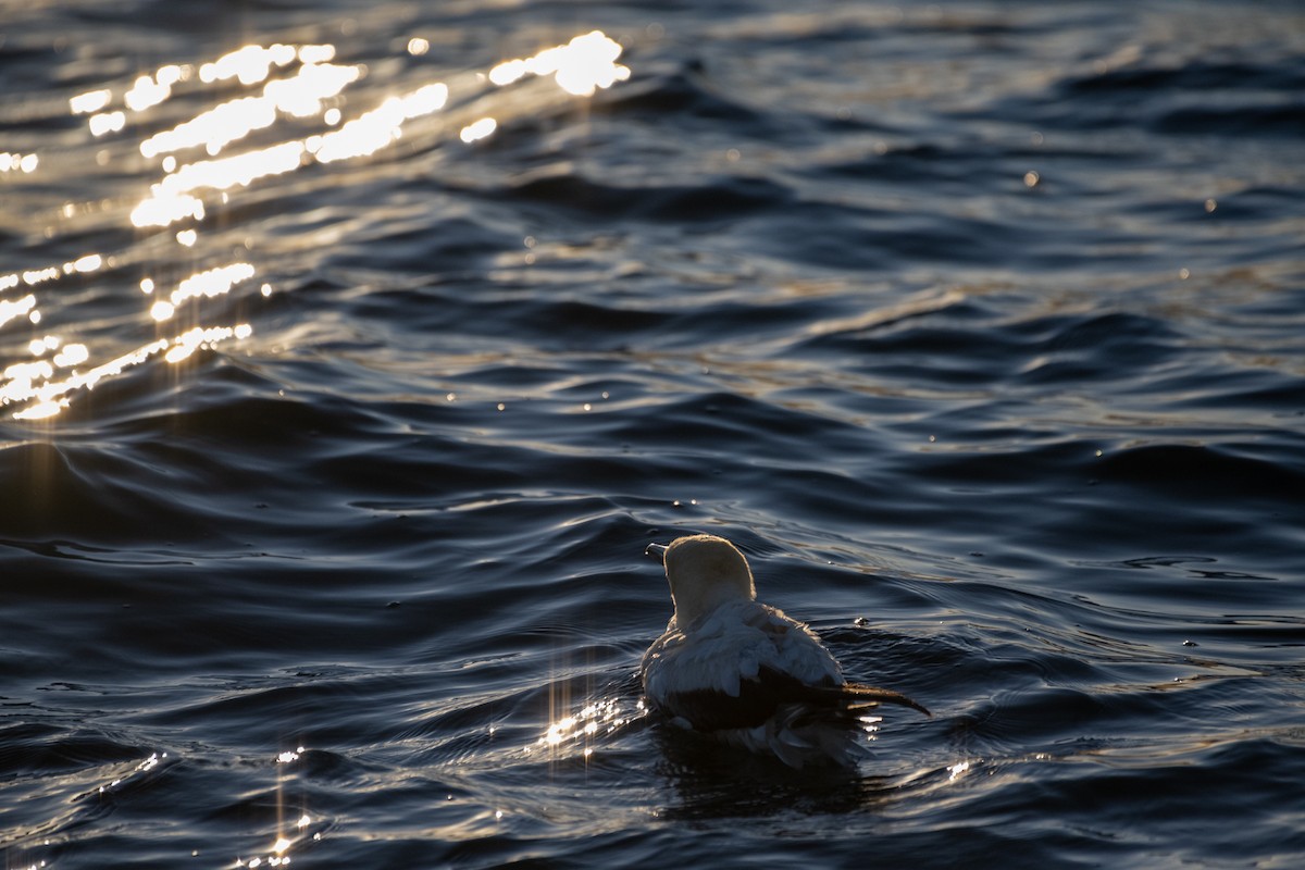 Australasian Gannet - ML647484329