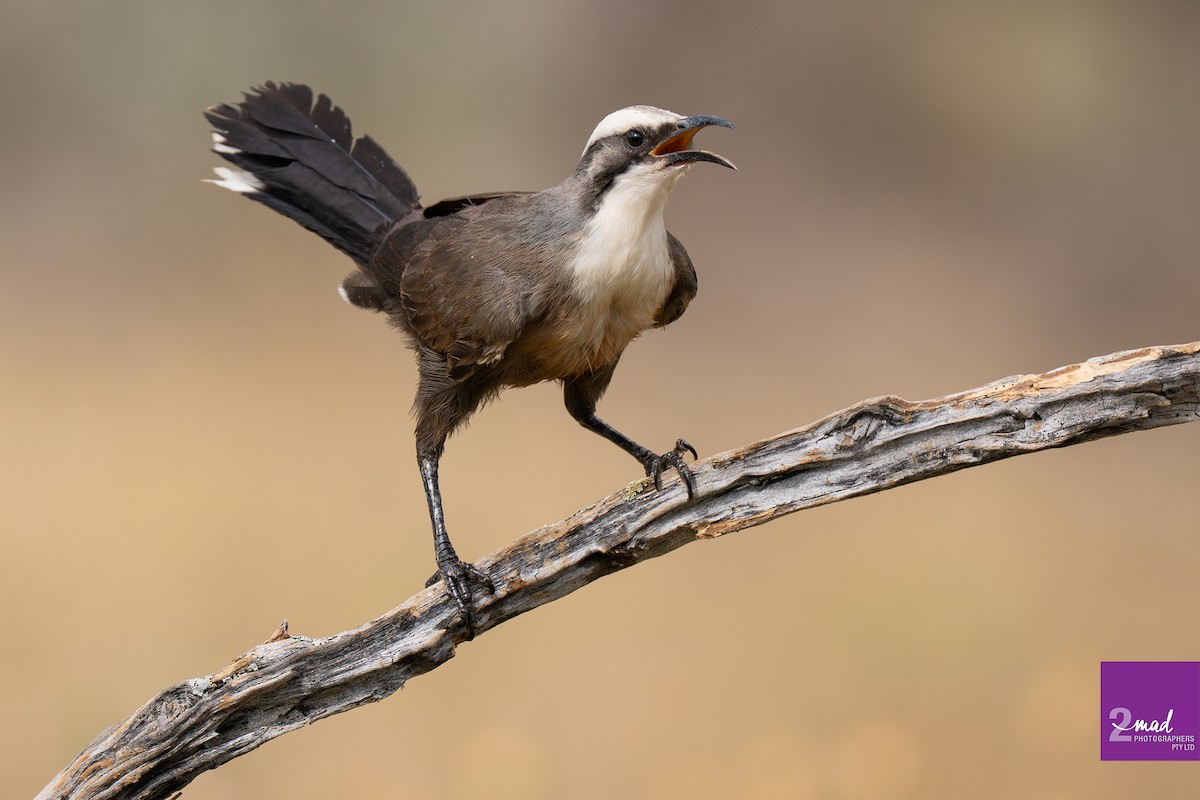 Grauscheitelsäbler - ML647484330