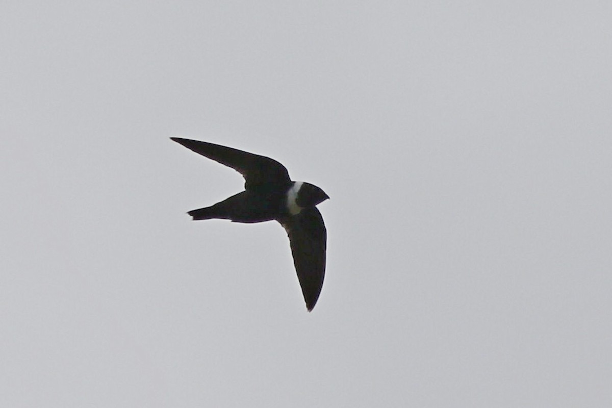 White-collared Swift - ML647484331