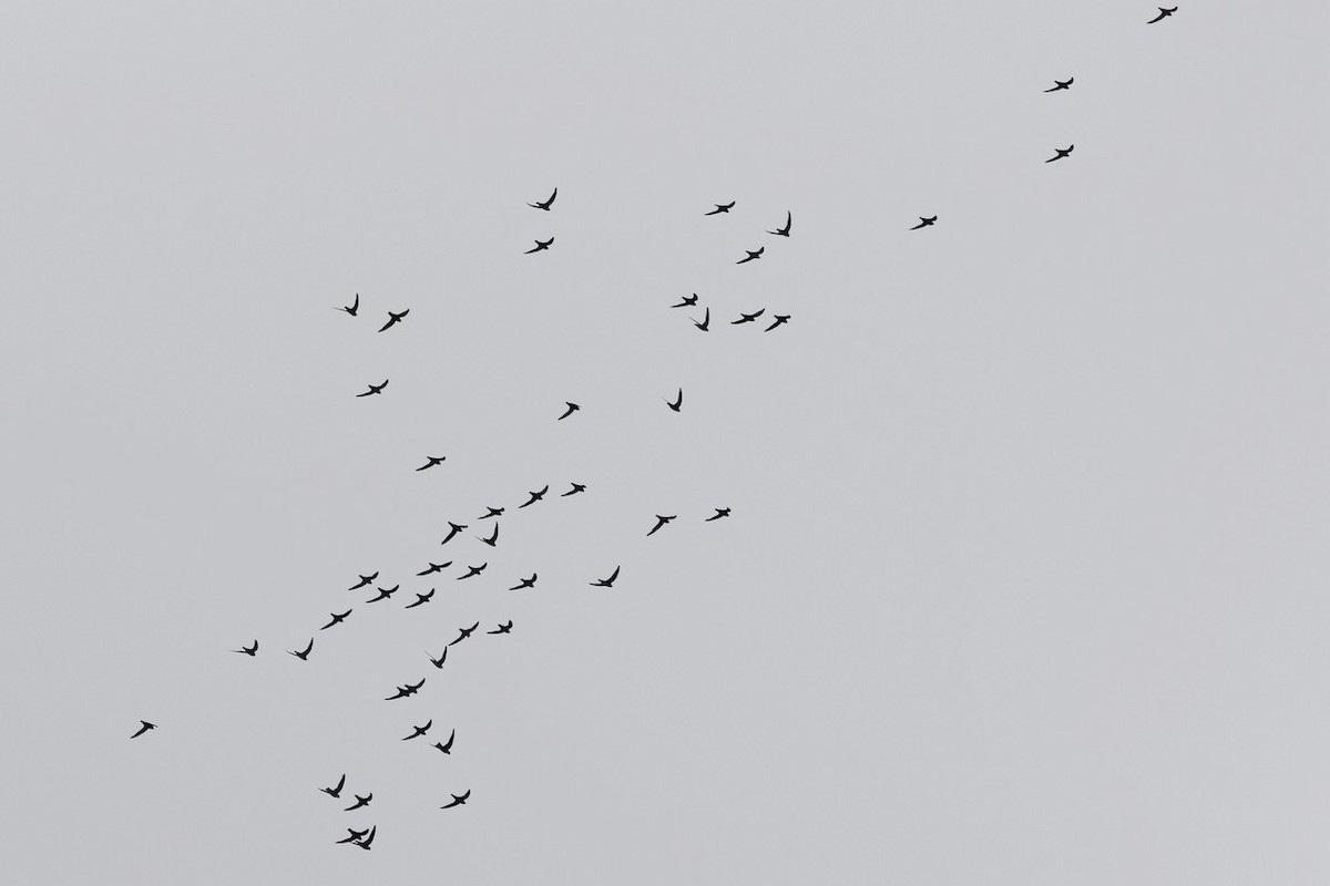 White-collared Swift - ML647484332