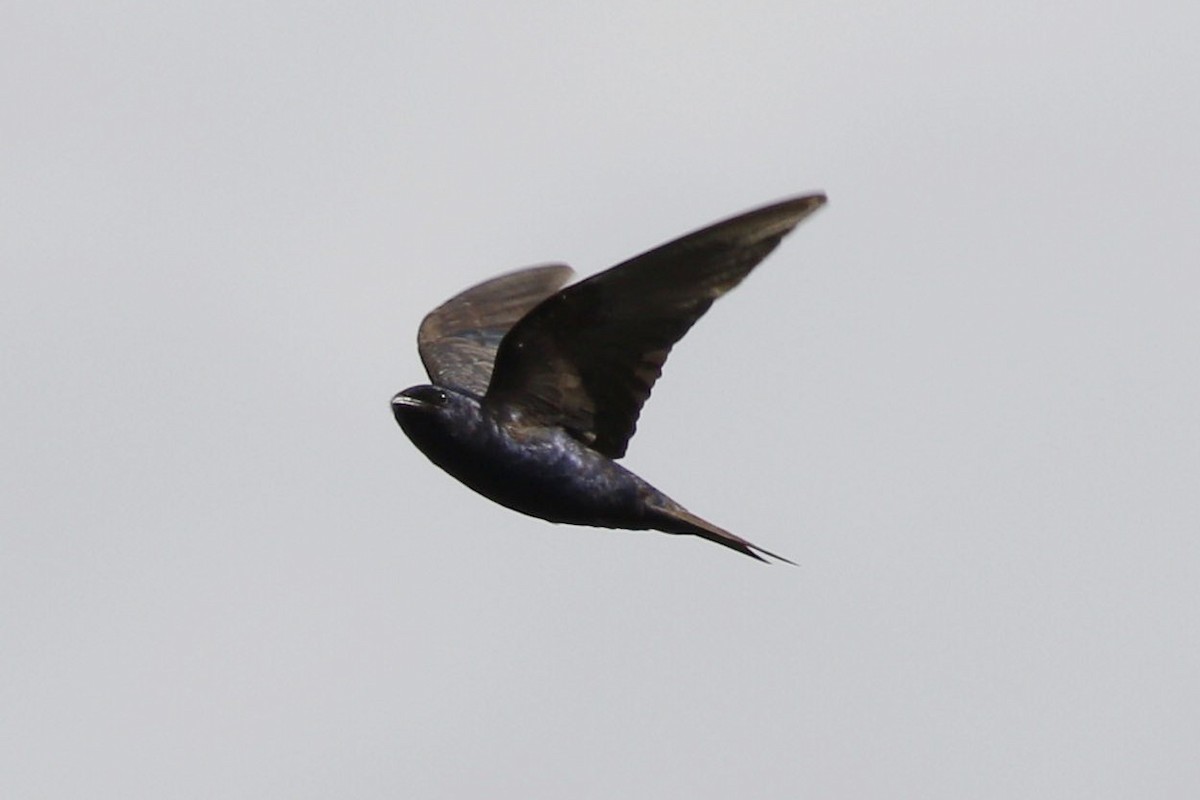 Southern Martin - ML647484338