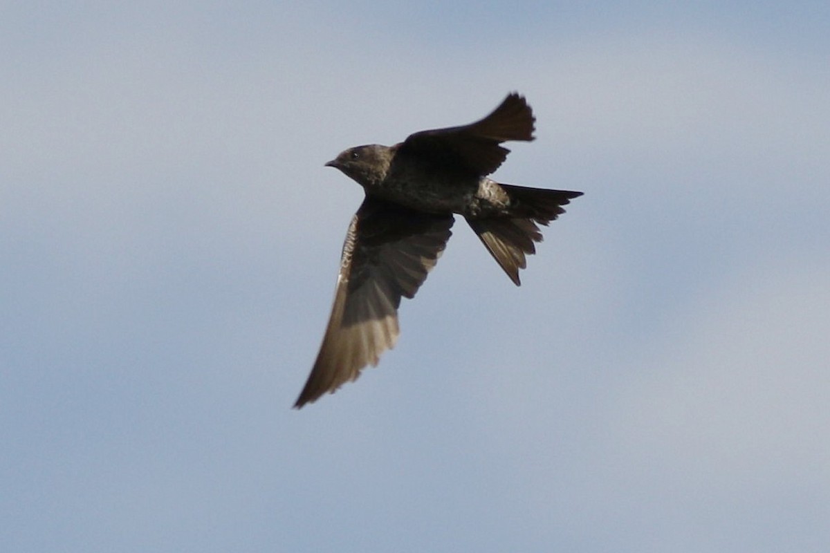 Southern Martin - ML647484339