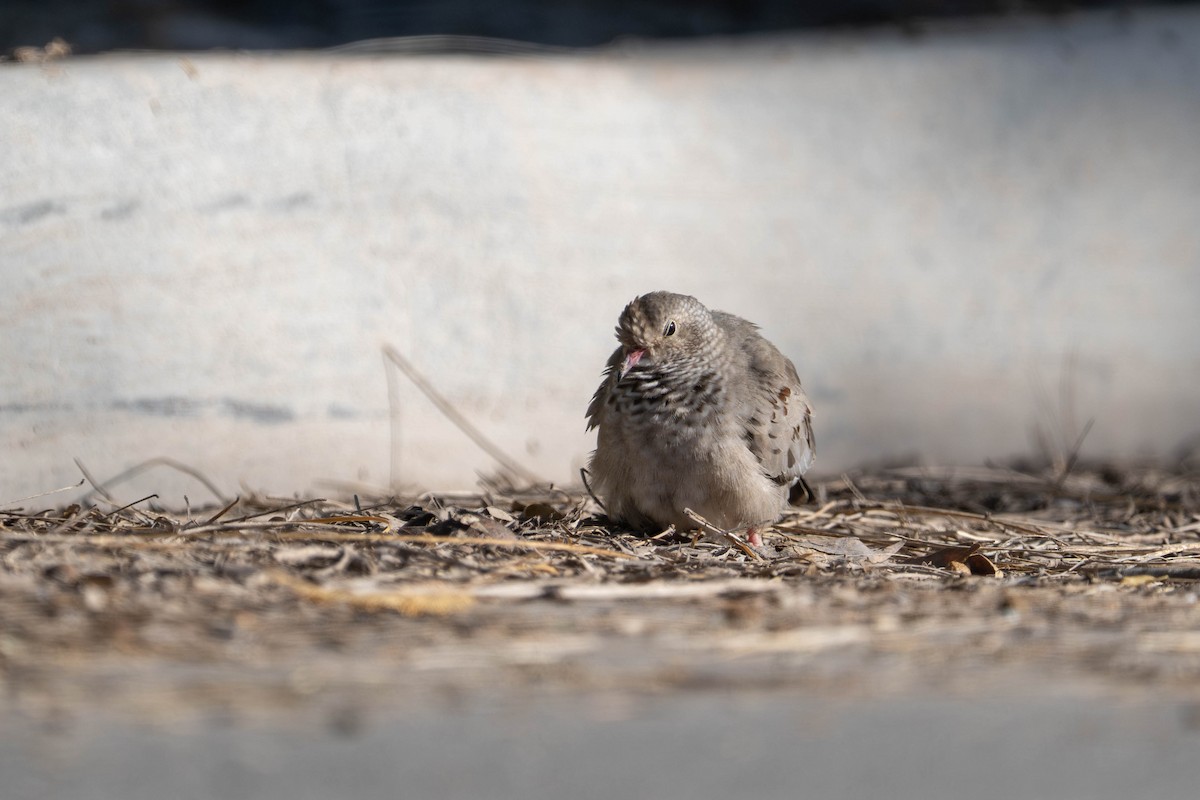 Common Ground Dove - ML647484342