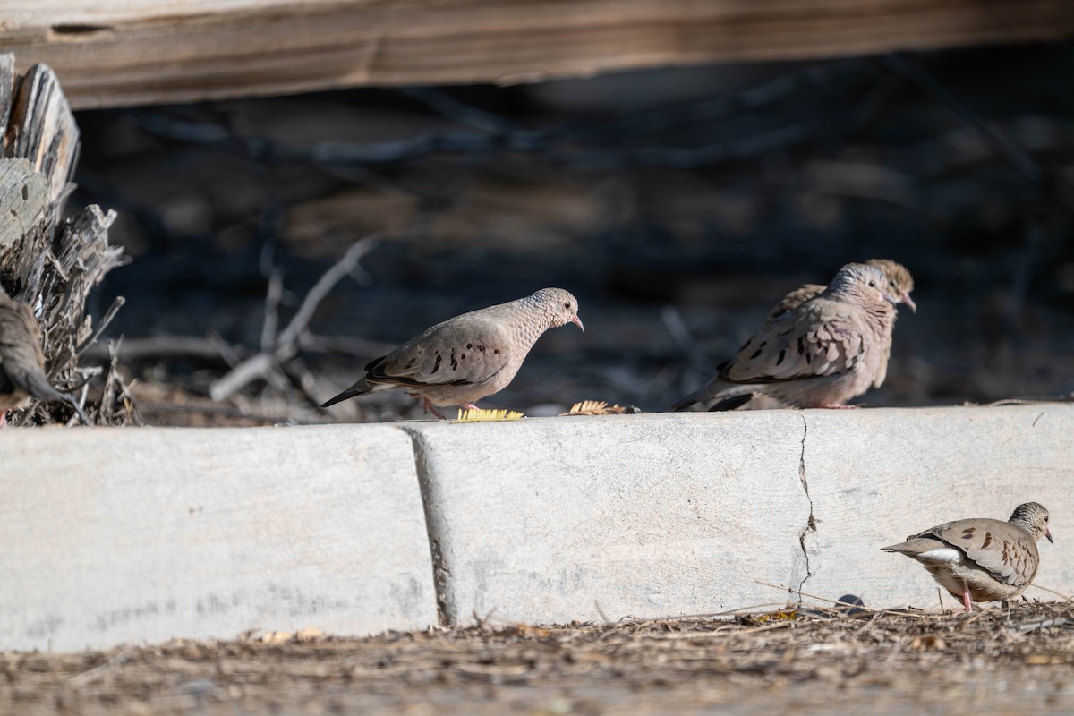 Common Ground Dove - ML647484343