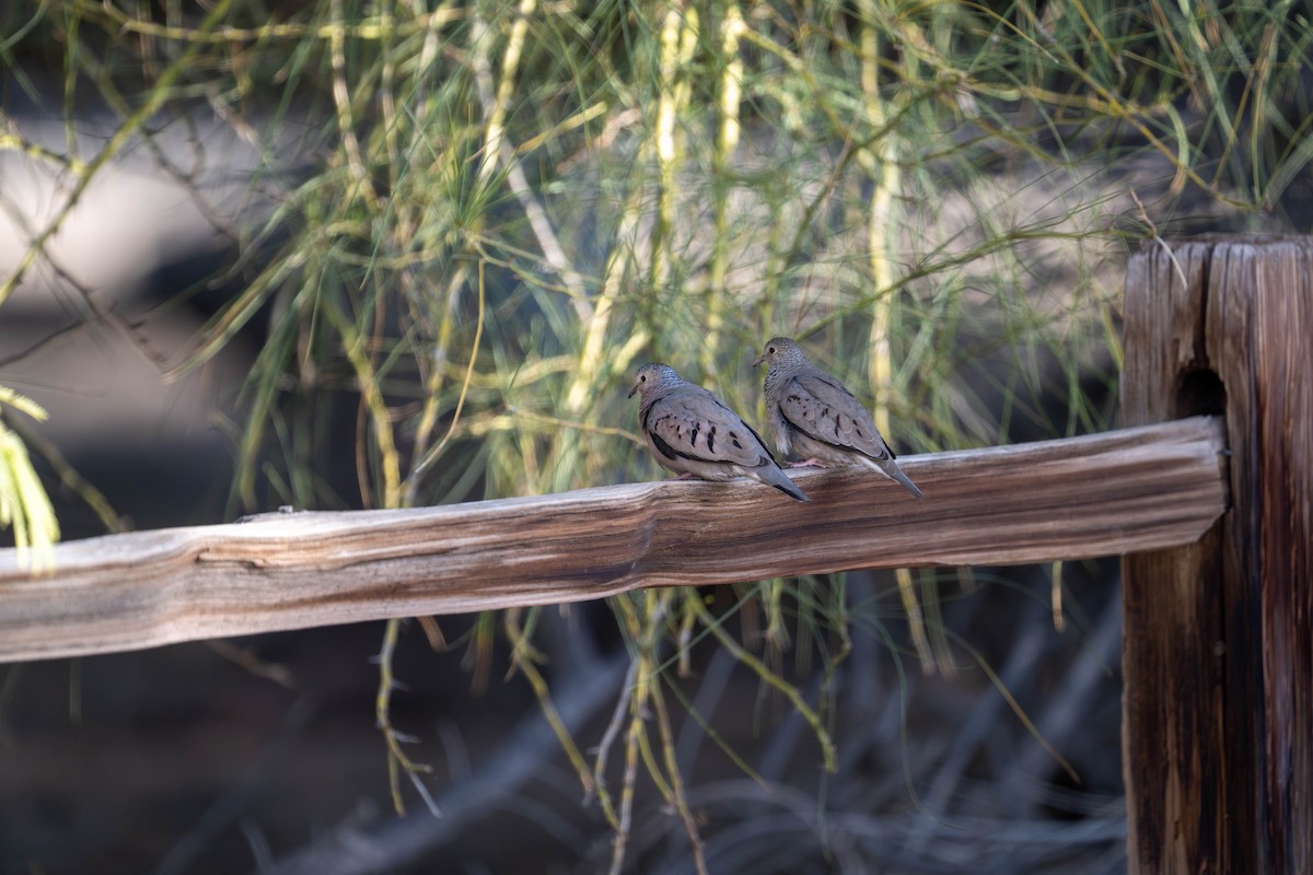 Common Ground Dove - ML647484344