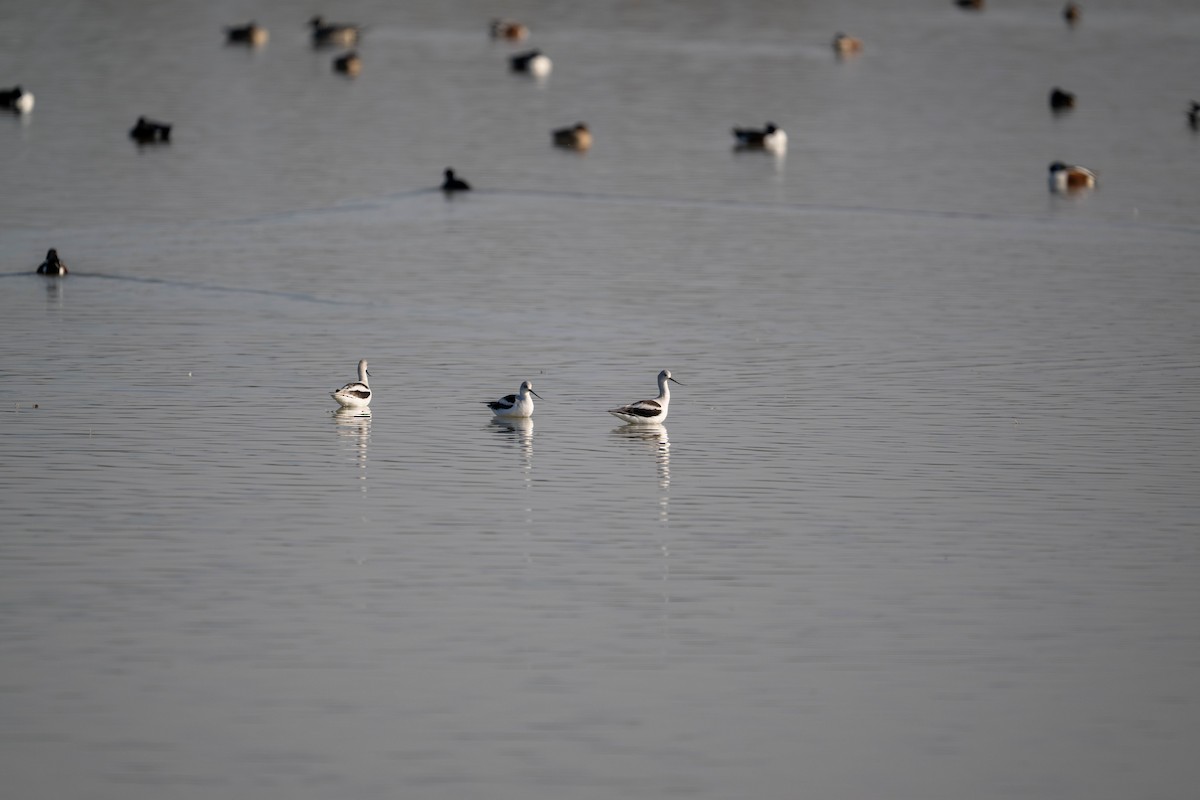 American Avocet - ML647484347