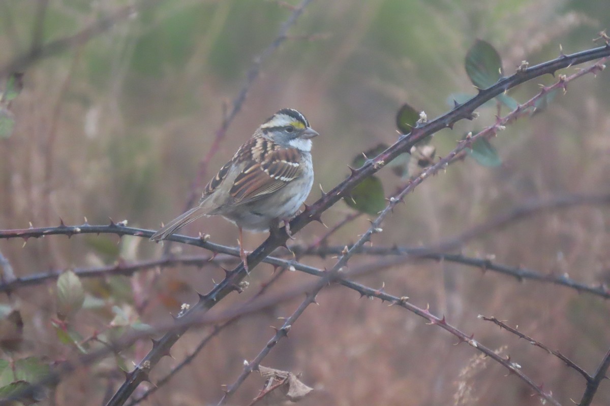 White-throated Sparrow - ML647484357