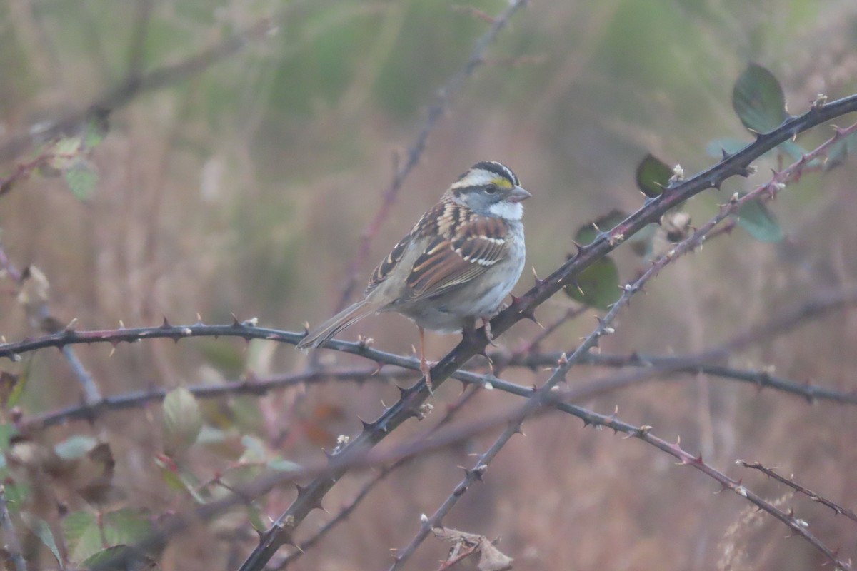 White-throated Sparrow - ML647484358